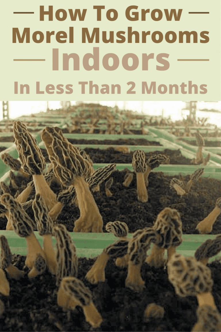 How To Grow Morel Mushrooms Indoors Cultivation Guide