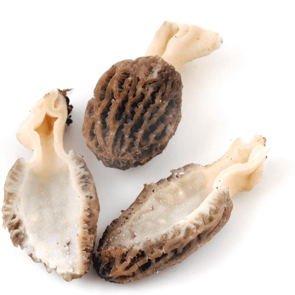 True Morel Vs Poisonous False Morel Morel Look Alikes