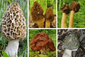 True Morel Vs Poisonous False Morel Morel Look Alikes