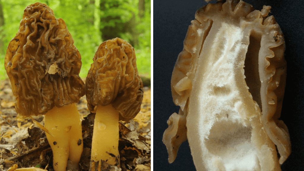 True Morel Vs Poisonous False Morel Morel Look Alikes