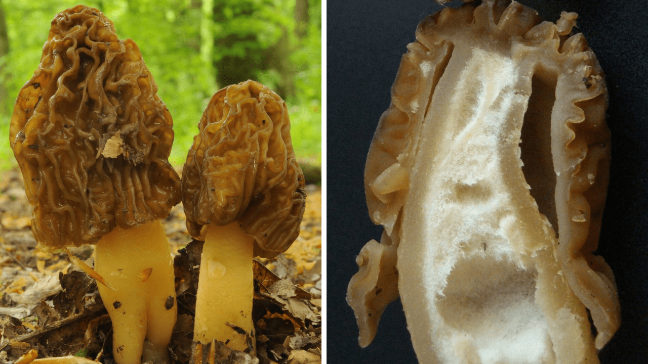 True Morel Vs Poisonous False Morel Morel Look Alikes