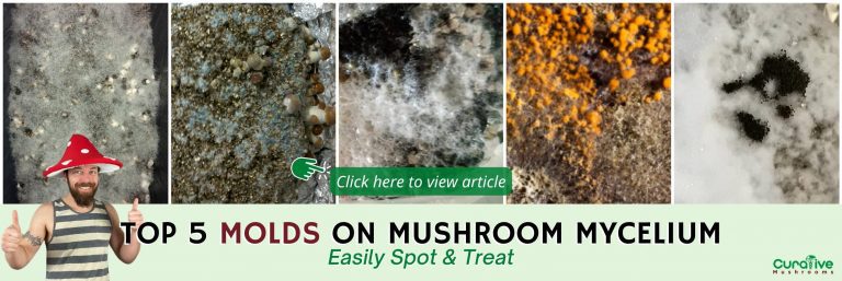 Mushroom Contamination Guide How To Identify Prevent