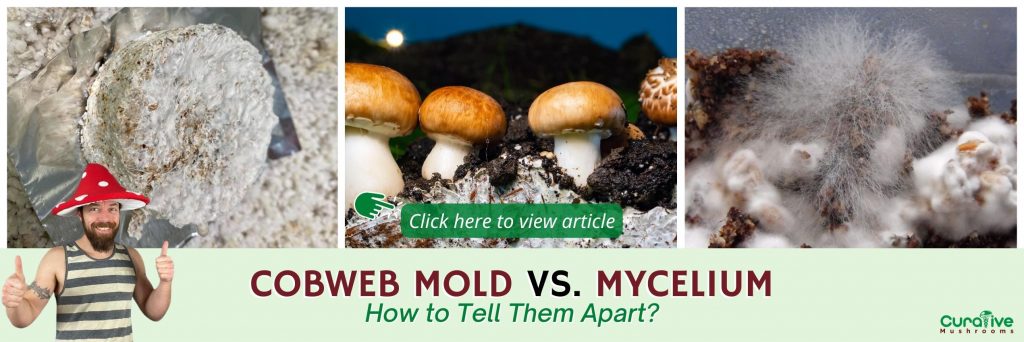 Mold On Mushrooms Mycelium Substrate Black Green Others