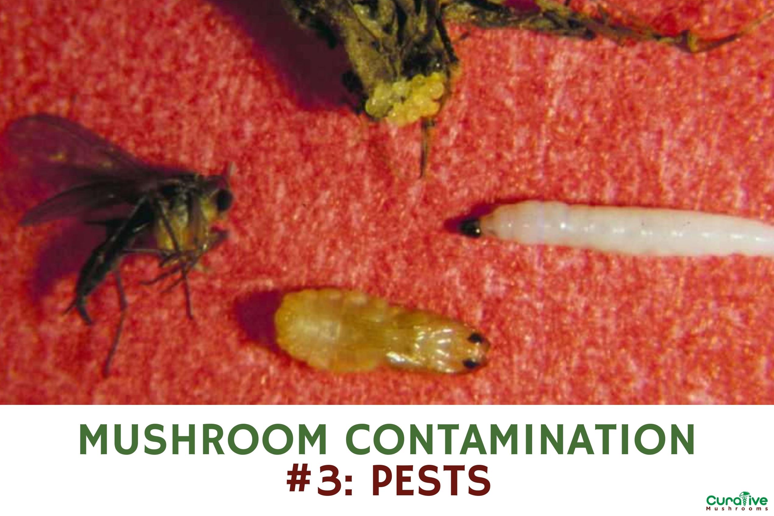 Mushroom Contamination Guide How To Identify Prevent