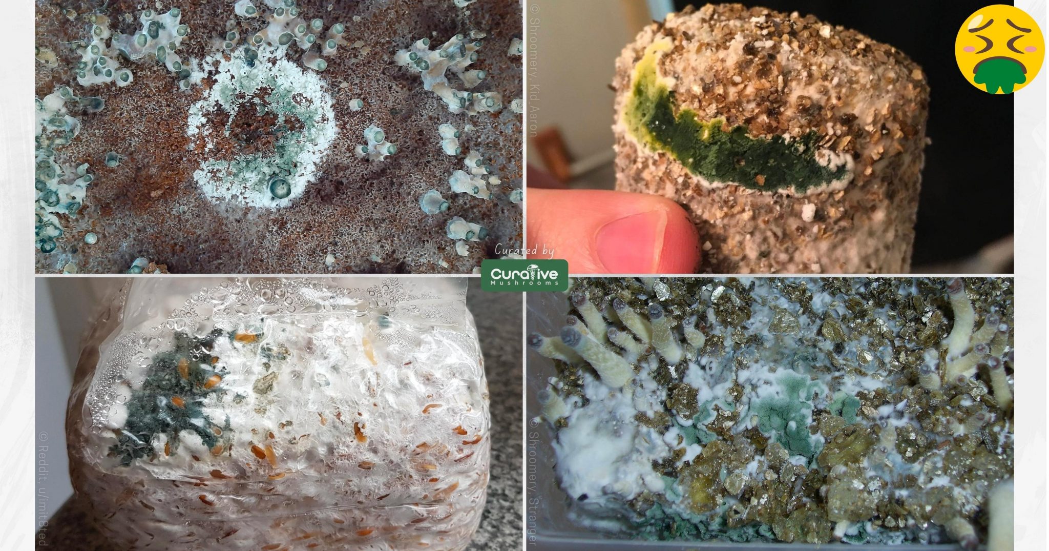 Blue Green Mold On Mycelium Or Bruised Mycelium