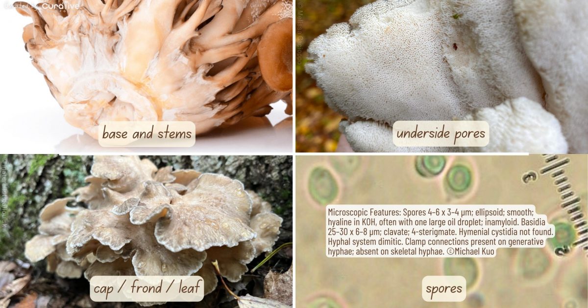 Hen Of The Woods Maitake Mushrooms Identification Guide