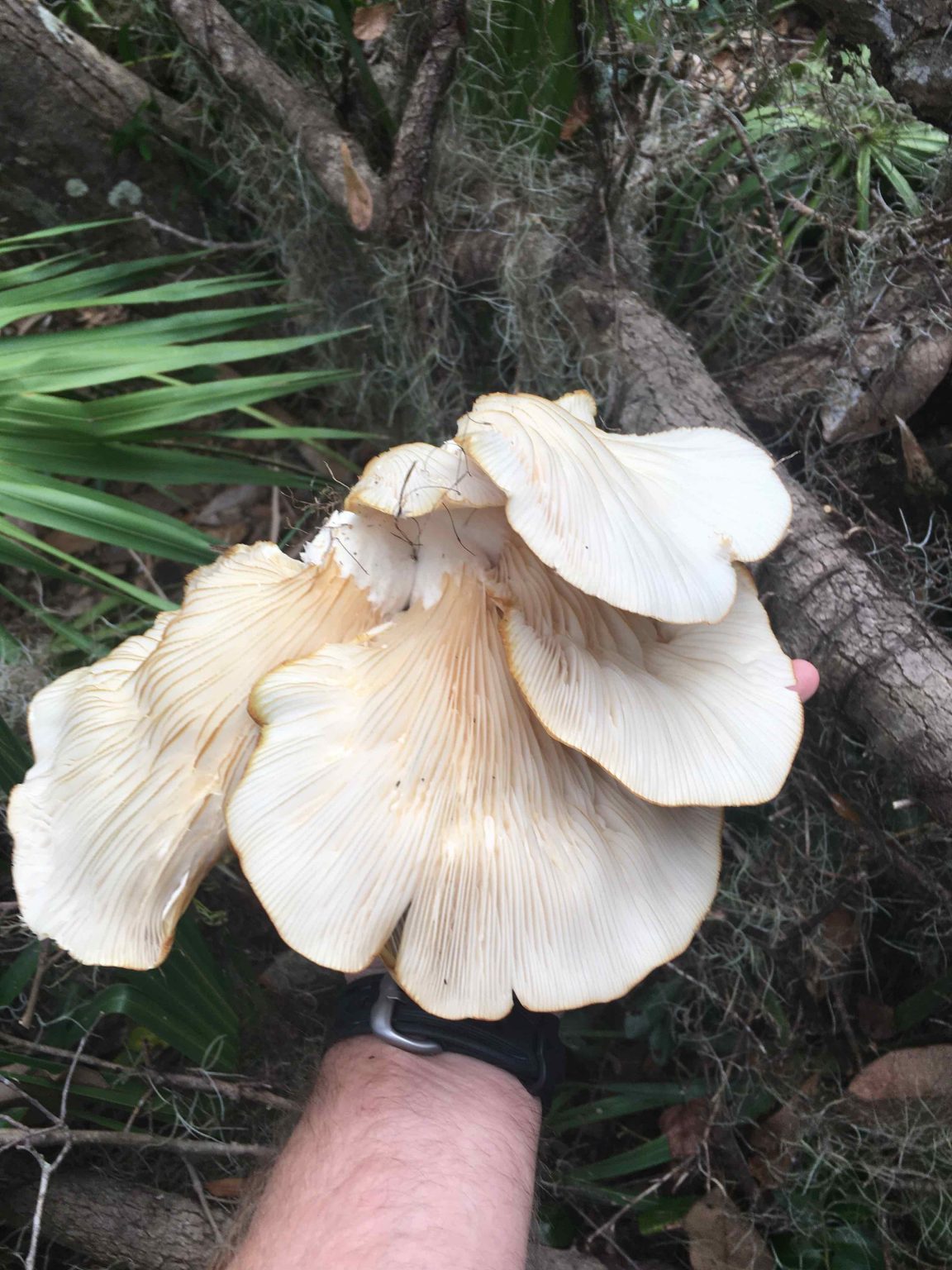 Types and Poisonous Oyster Mushroom Look Alikes