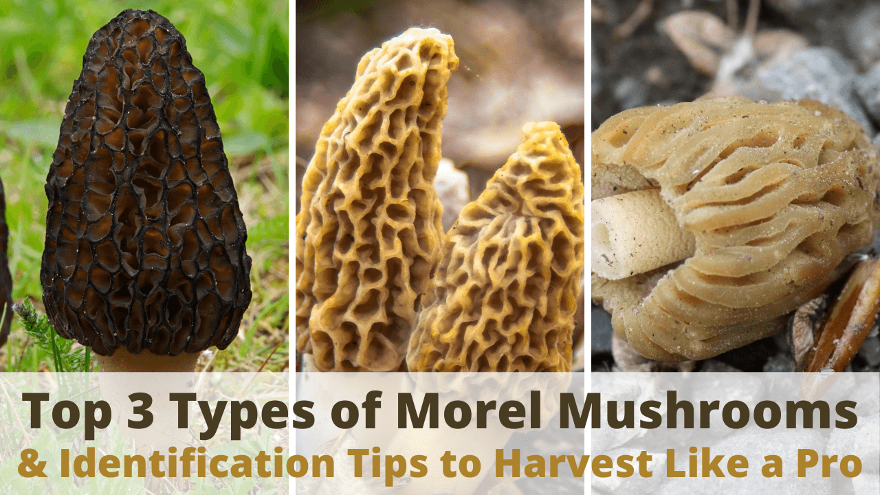 True Morel vs Poisonous False Morel Morel Look Alikes