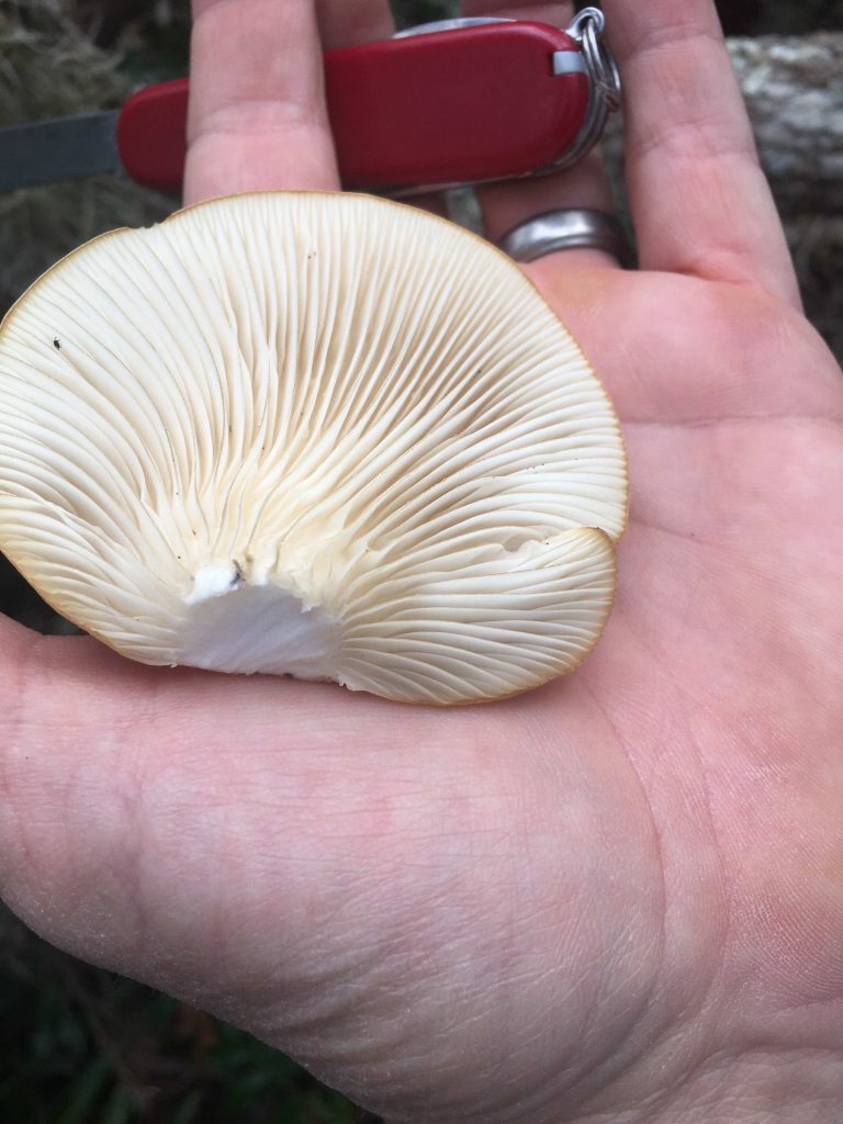 Types and Poisonous Oyster Mushroom Look Alikes