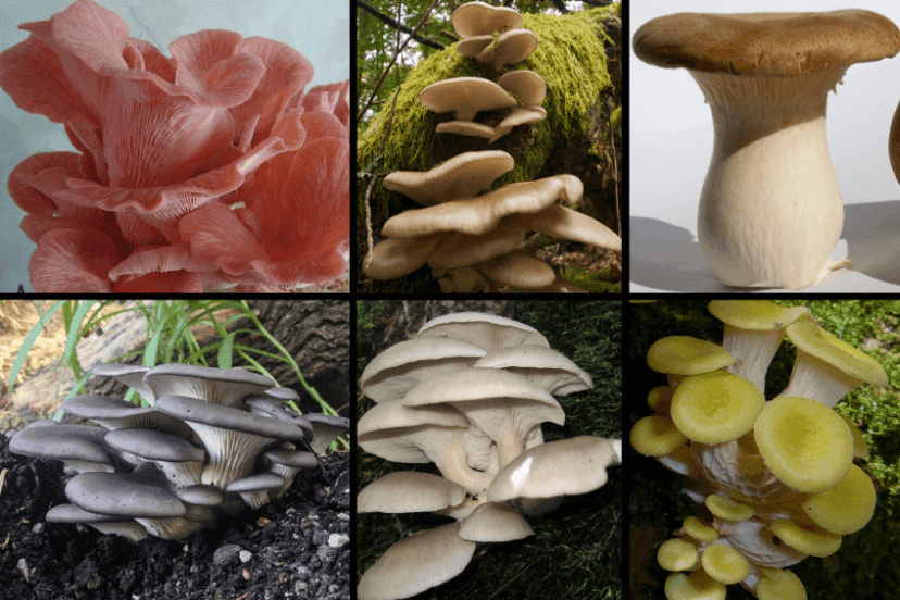 6 Types Of Oyster Mushrooms
