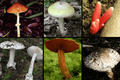 6 Types Of Poisonous Mushrooms