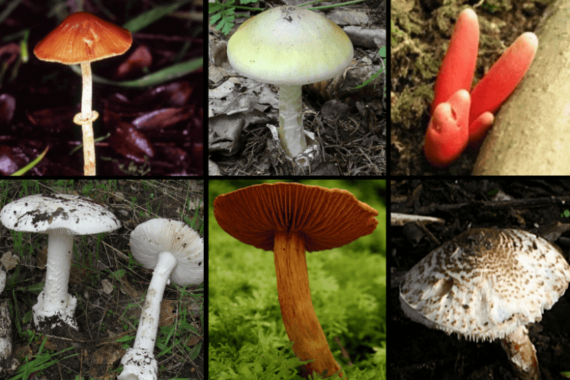 6 types of poisonous mushrooms