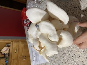 pearl oyster mushroom