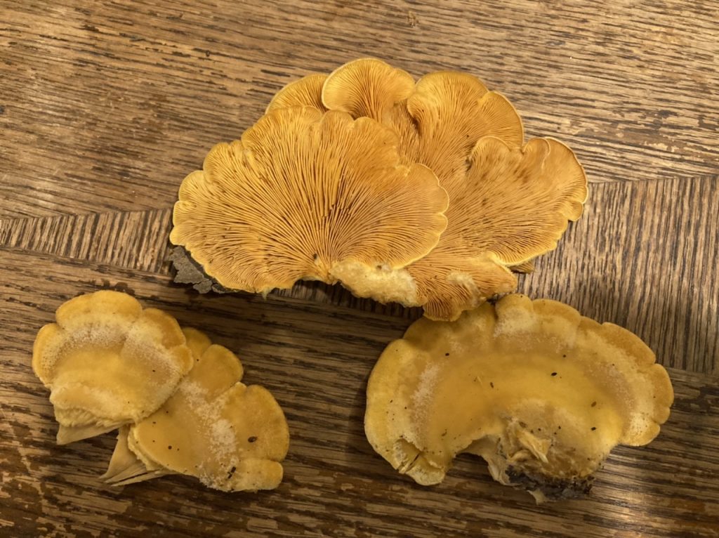 Types and Poisonous Oyster Mushroom Look Alikes