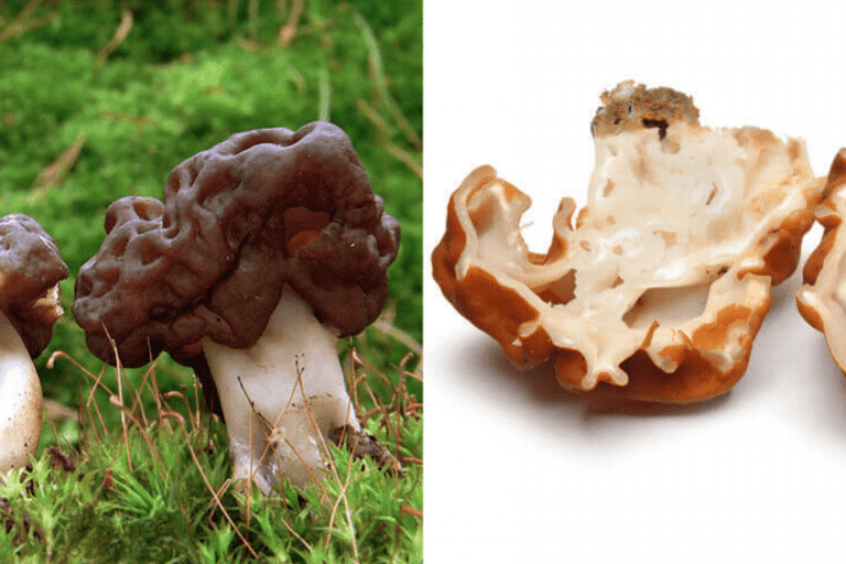 True Morel vs Poisonous False Morel Morel Look Alikes