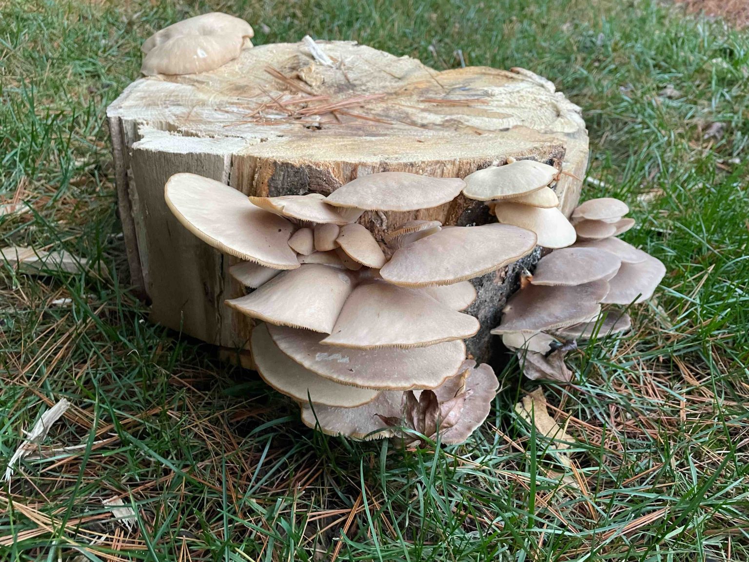 Types and Poisonous Oyster Mushroom Look Alikes