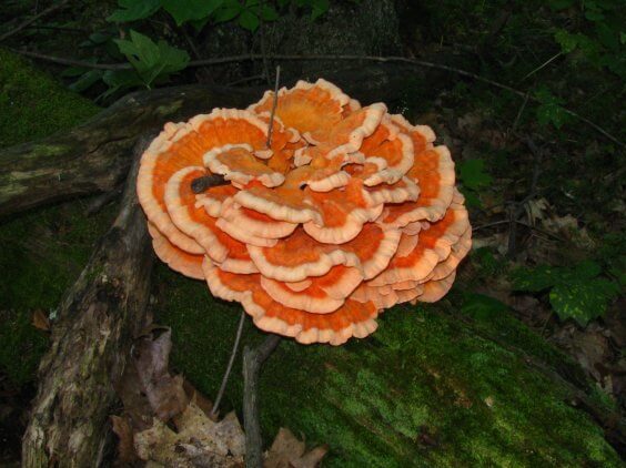 Chicken of the Woods Mushroom Identification & Look Alikes