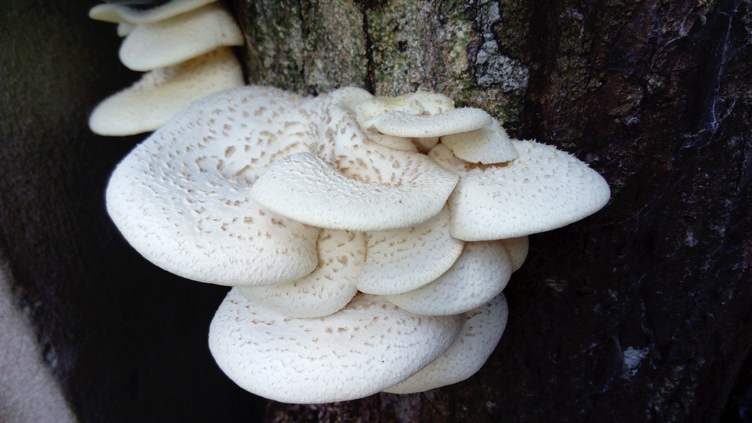 Types and Poisonous Oyster Mushroom Look Alikes