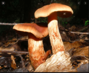 poisonous mushrooms