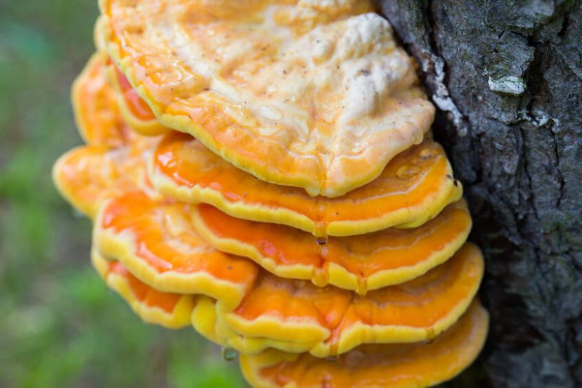 Chicken Of The Woods Mushroom