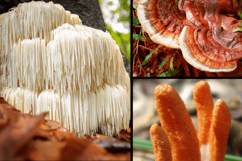 Cognitive Medicinal Mushrooms