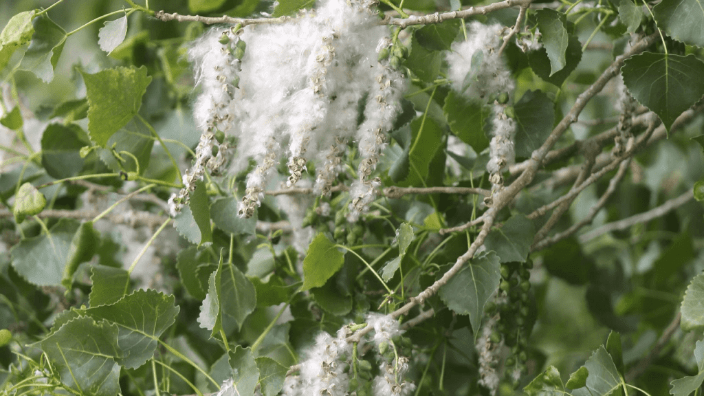 Morel Mushroom Hunting and Foraging Tips & Secrets
