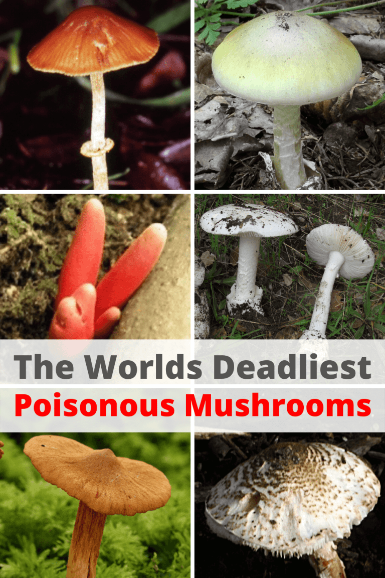 Types of Most Poisonous Mushrooms Identification