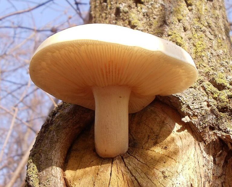 Types and Poisonous Oyster Mushroom Look Alikes