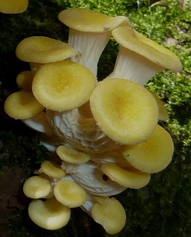Types and Poisonous Oyster Mushroom Look Alikes