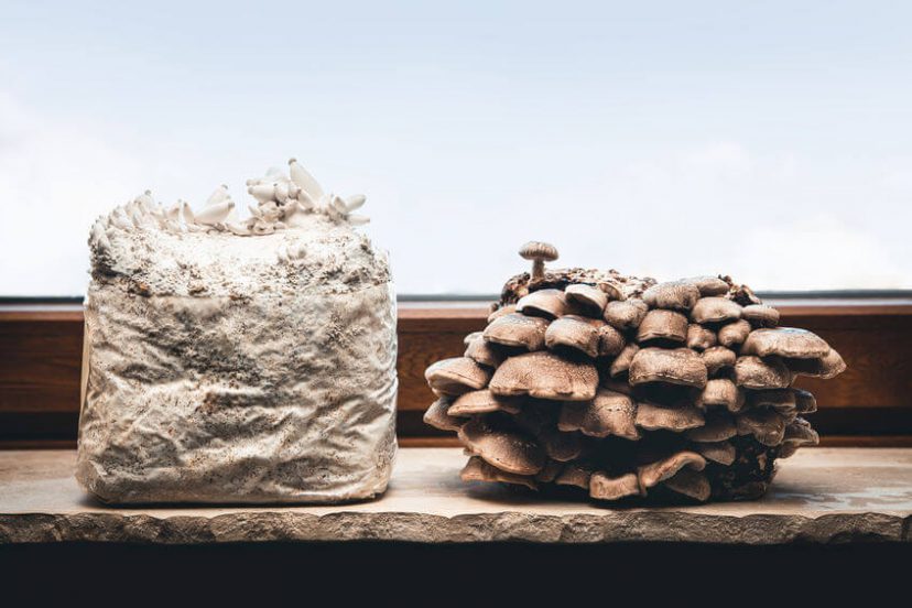 How To Grow Mushrooms At Home