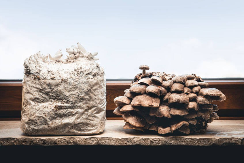 Using Pressure Cookers for Growing Mushrooms - FreshCap Mushrooms