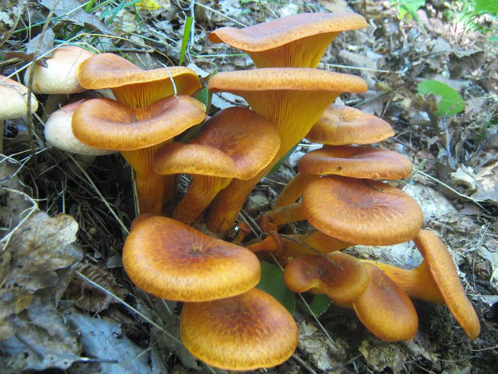 Types and Poisonous Oyster Mushroom Look Alikes