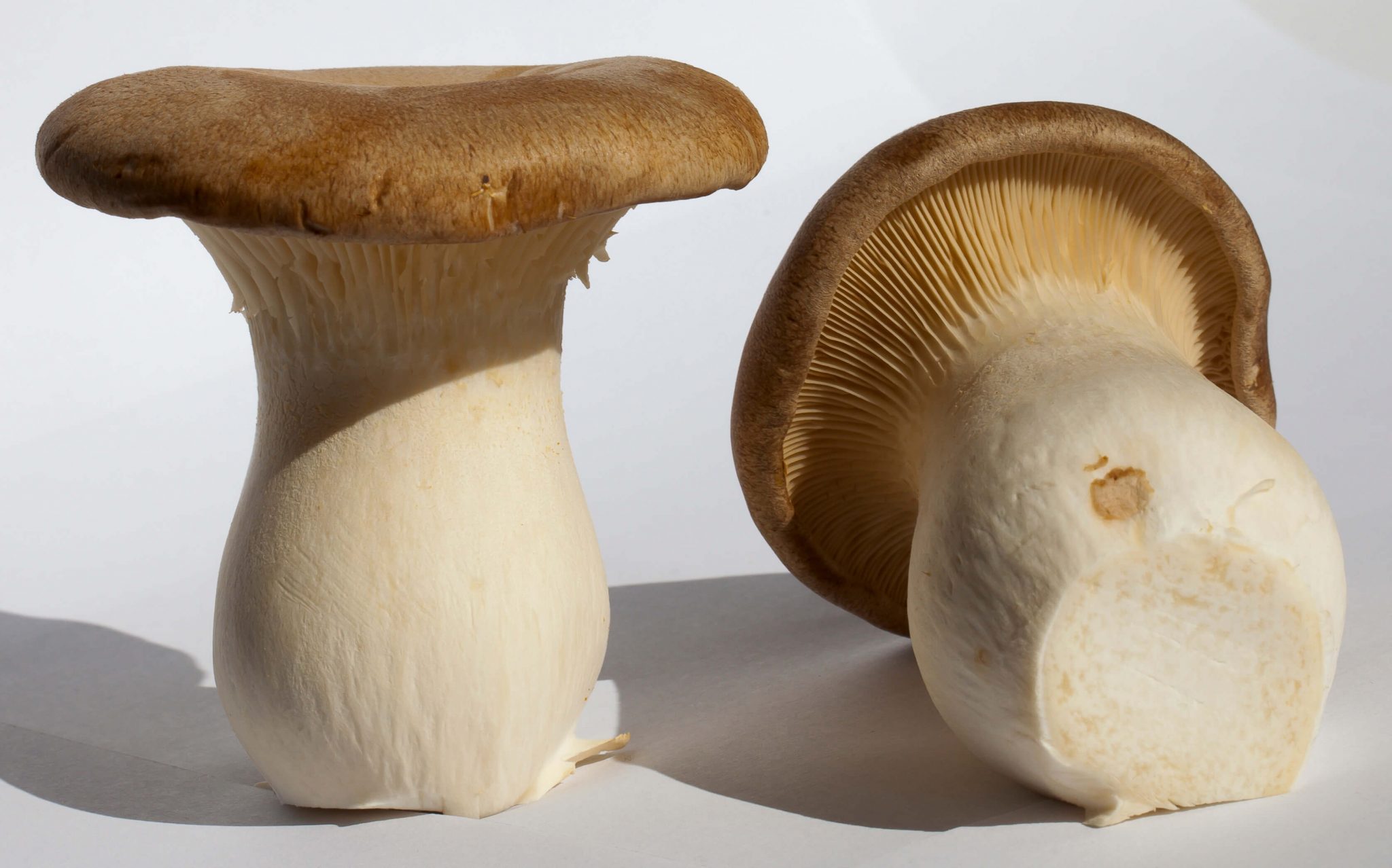 Types and Poisonous Oyster Mushroom Look Alikes