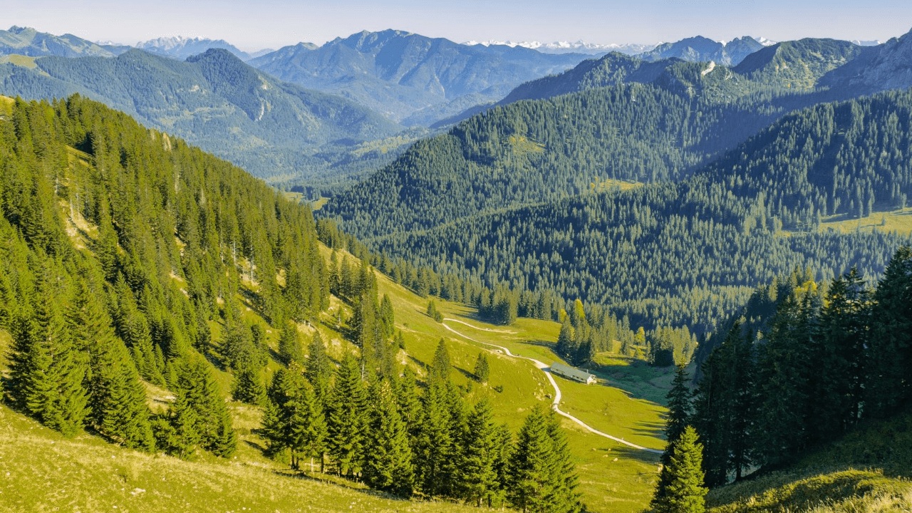 Morel Mushroom Hunting and Foraging Tips & Secrets