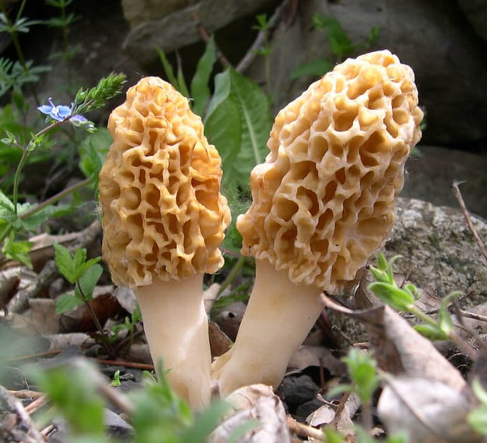 Morel Mushroom Hunting and Foraging Tips & Secrets