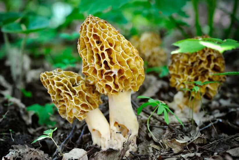 More Mushroom Growing Wild