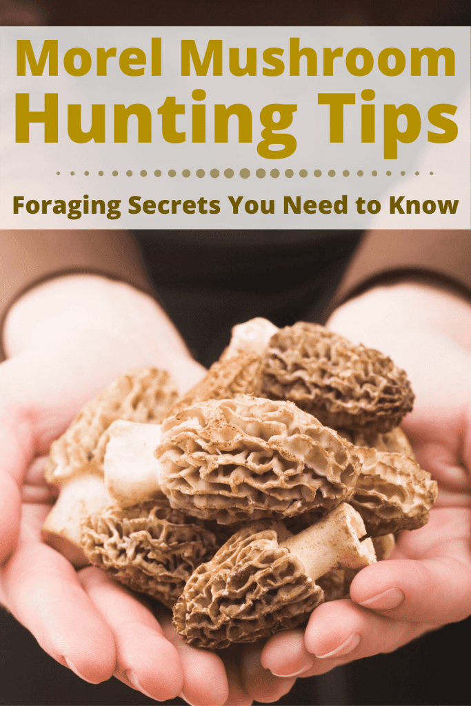 Morel Mushroom Hunting and Foraging Tips & Secrets