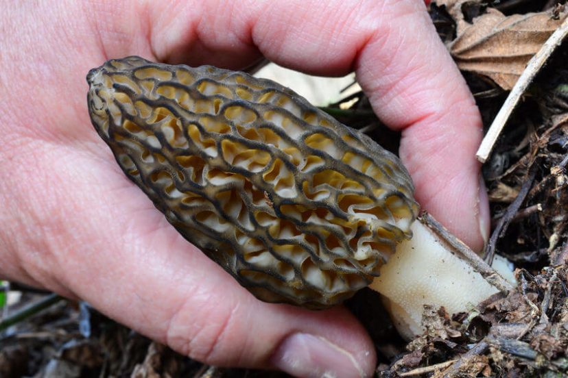 Morel Mushroom Hunting