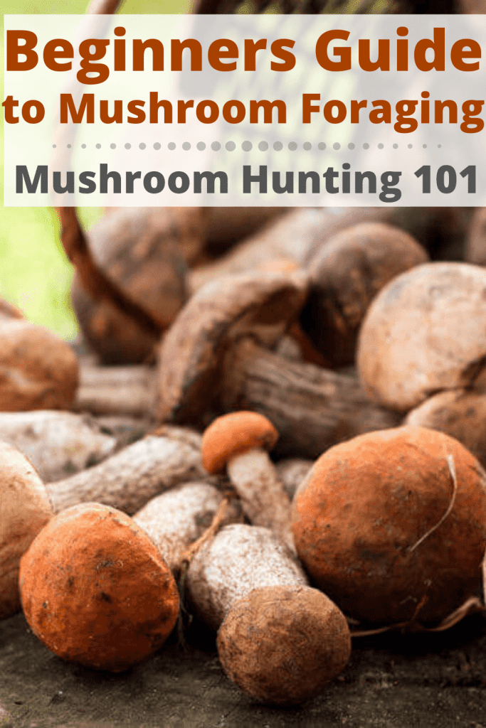 Beginners Guide to Mushroom Foraging & Hunting 101