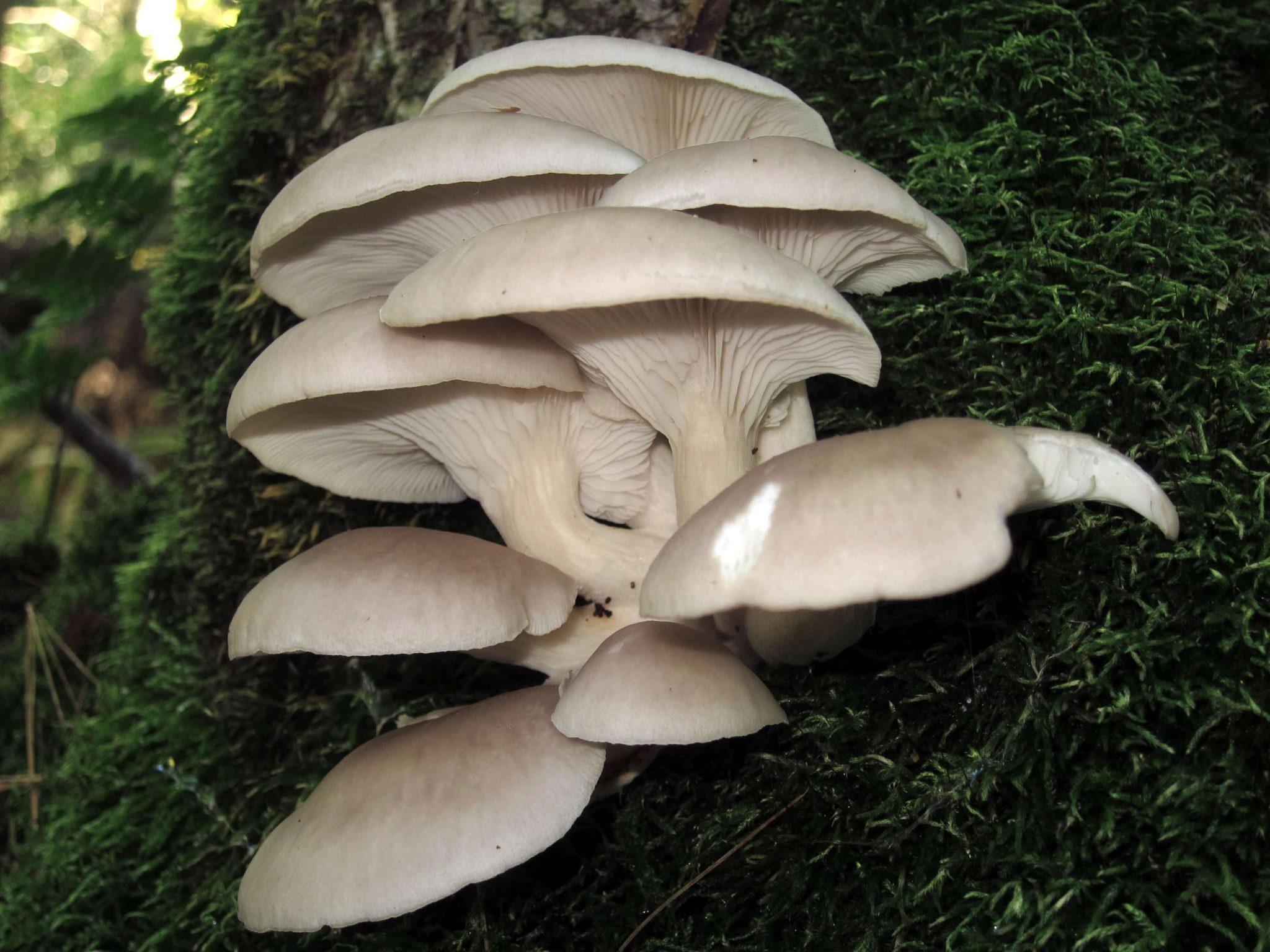 Types and Poisonous Oyster Mushroom Look Alikes