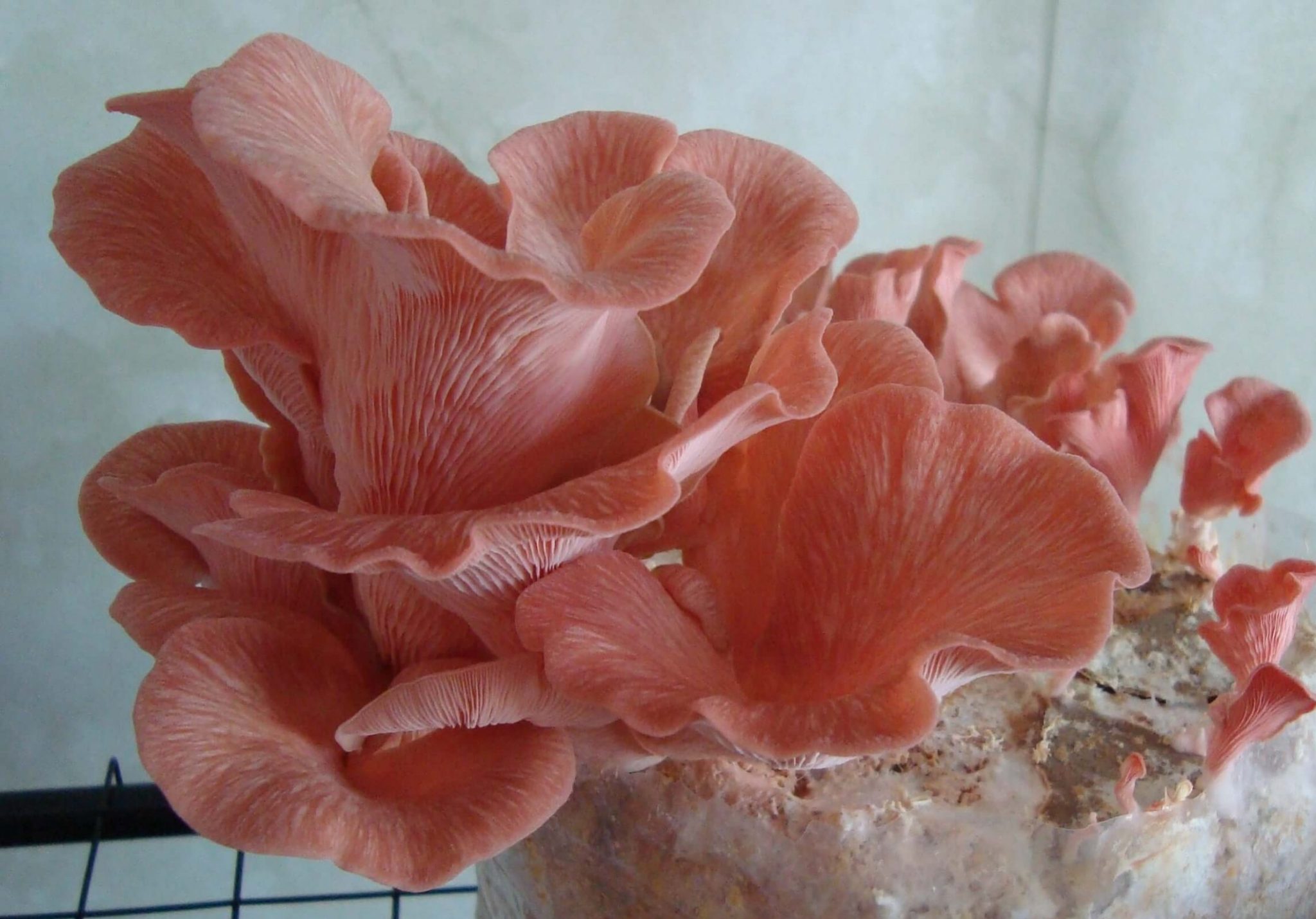 Types and Poisonous Oyster Mushroom Look Alikes