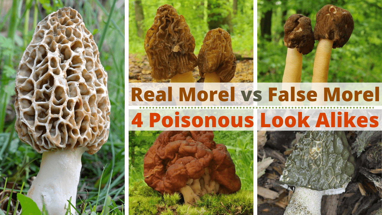 Morel Mushroom Hunting and Foraging Tips & Secrets