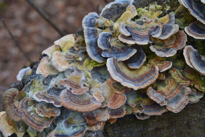 Turkey Tail Mushroom