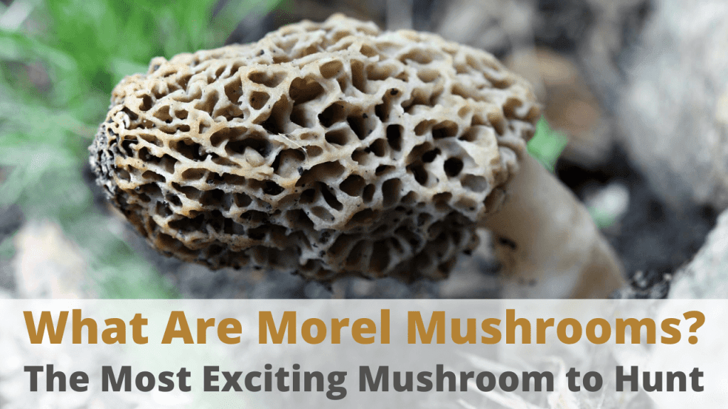 Morel Mushroom Health Benefits & Nutrition Facts