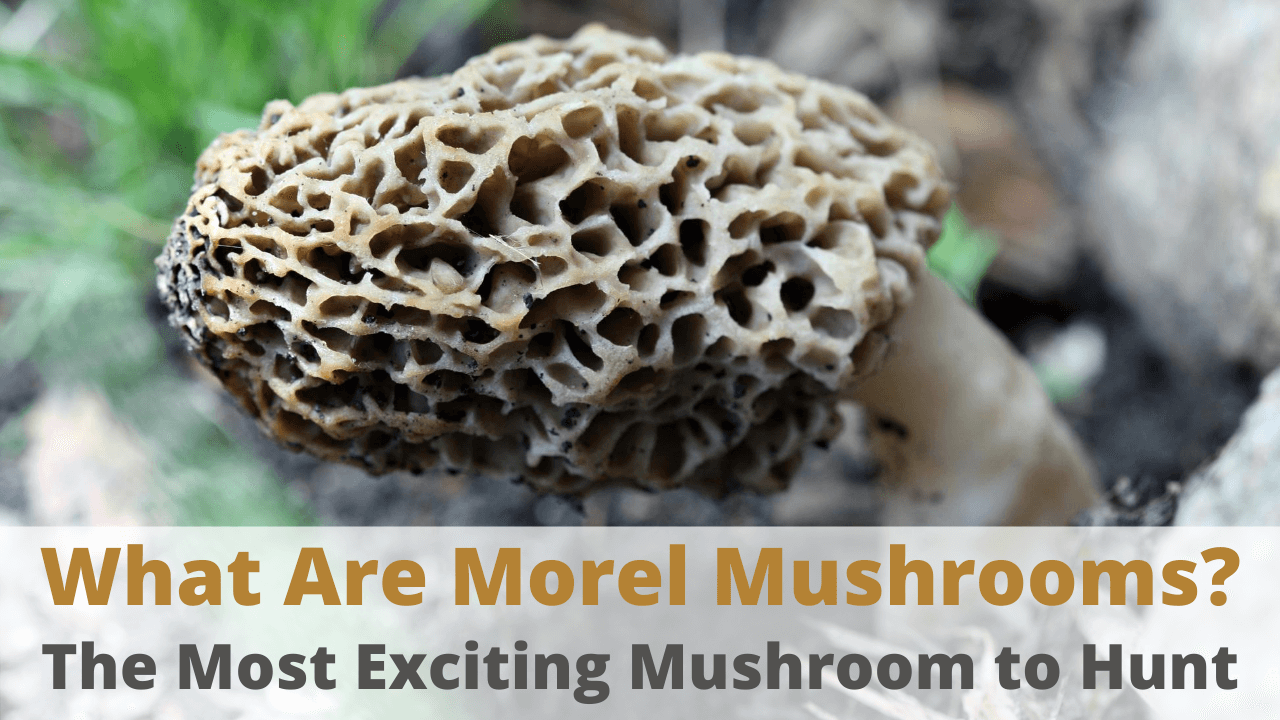 Morel Mushroom Health Benefits & Nutrition Facts