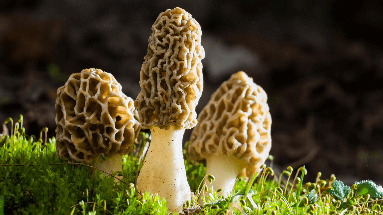 Morel Mushroom Hunting and Foraging Tips & Secrets