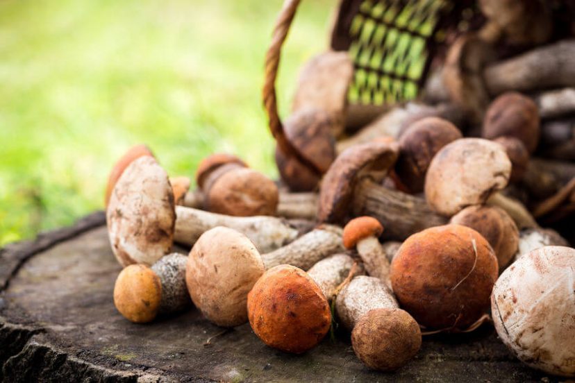 Wild Mushroom Foraging Basket