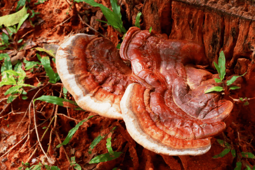 Mushroom Of Immortality Reishi