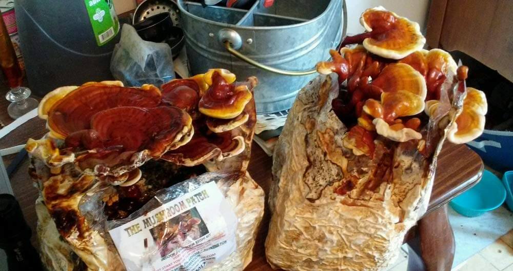 Reishi Mushrooms Benefits, Side Effects and Dosage