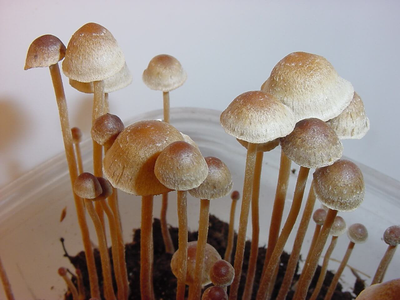 types of psylocybin mushrooms